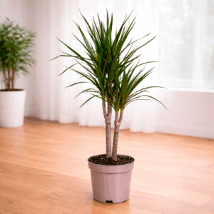 dracena