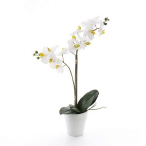 orquídea de dos varas